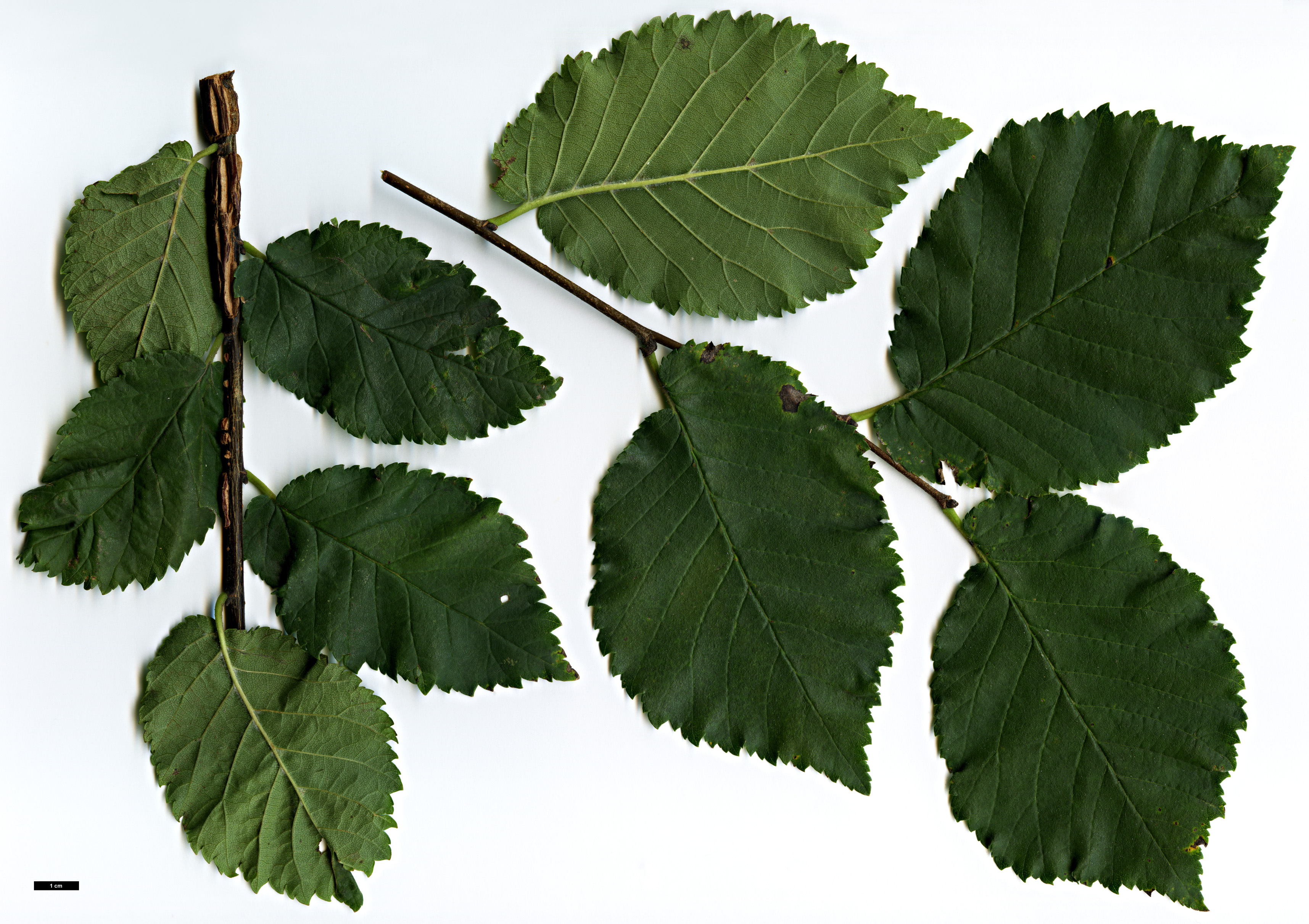 High resolution image: Family: Ulmaceae - Genus: Ulmus - Taxon: ×hollandica - SpeciesSub: 'Major' (U.glabra × U.minor)